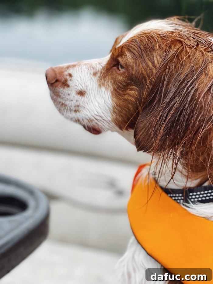 Unpacking 2022 35 Finn the dog learning to jump off the boat and swim