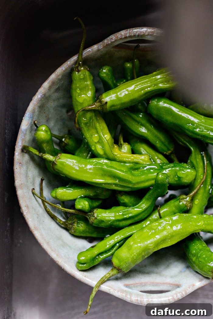 Rinsing fresh shishito peppers under water