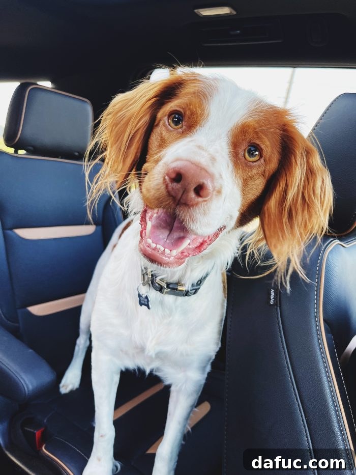 2023: A Retrospective Journey 24 Finn the Golden Retriever - Family Pet and Best Friend