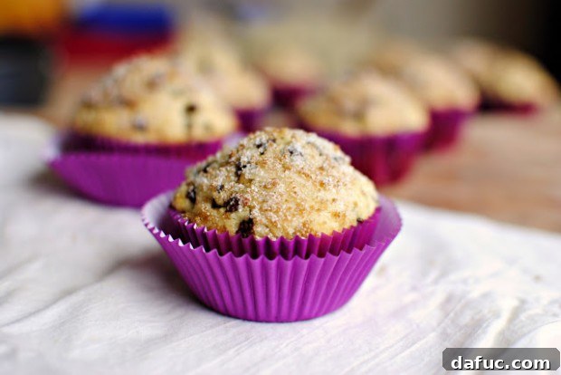 Glistening Chocolate Chip Muffins 2 Delicious Sugar Crusted Chocolate Chip Muffins