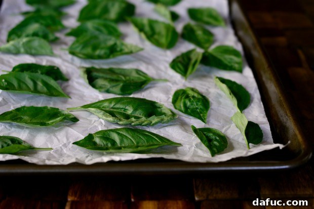 Oven-Baked Basil Crisps 2 Basil leaves being carefully patted completely dry between two clean kitchen towels