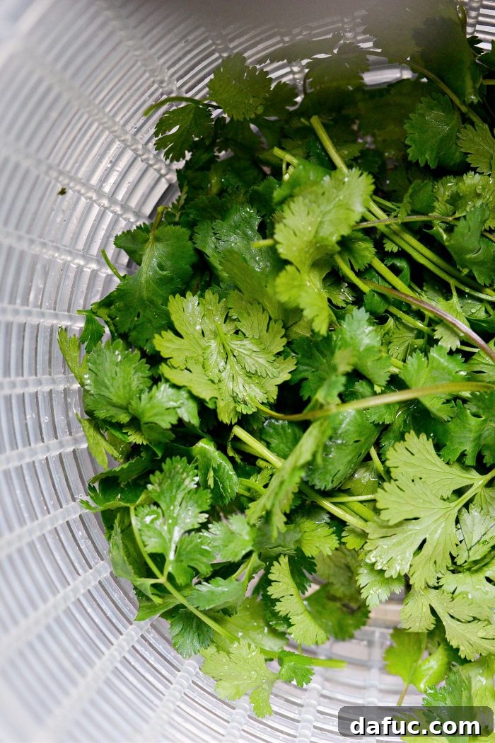 Fresh cilantro being cleaned, stems trimmed