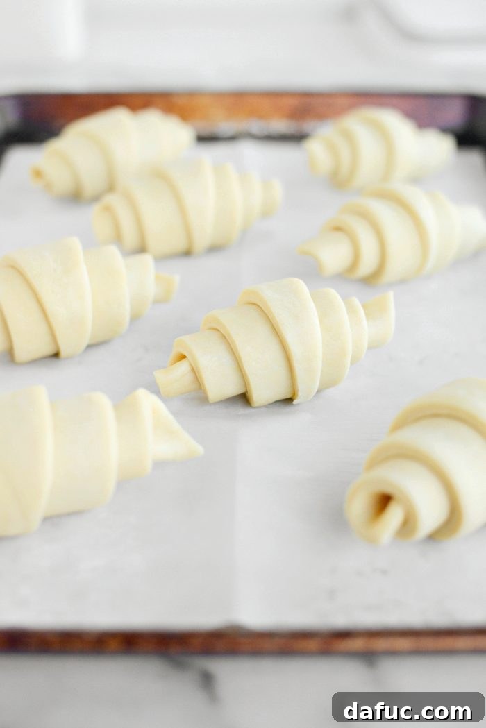 Effortless Homemade Croissant Perfection 24 Placing rolled croissants on a baking sheet, ready for rising