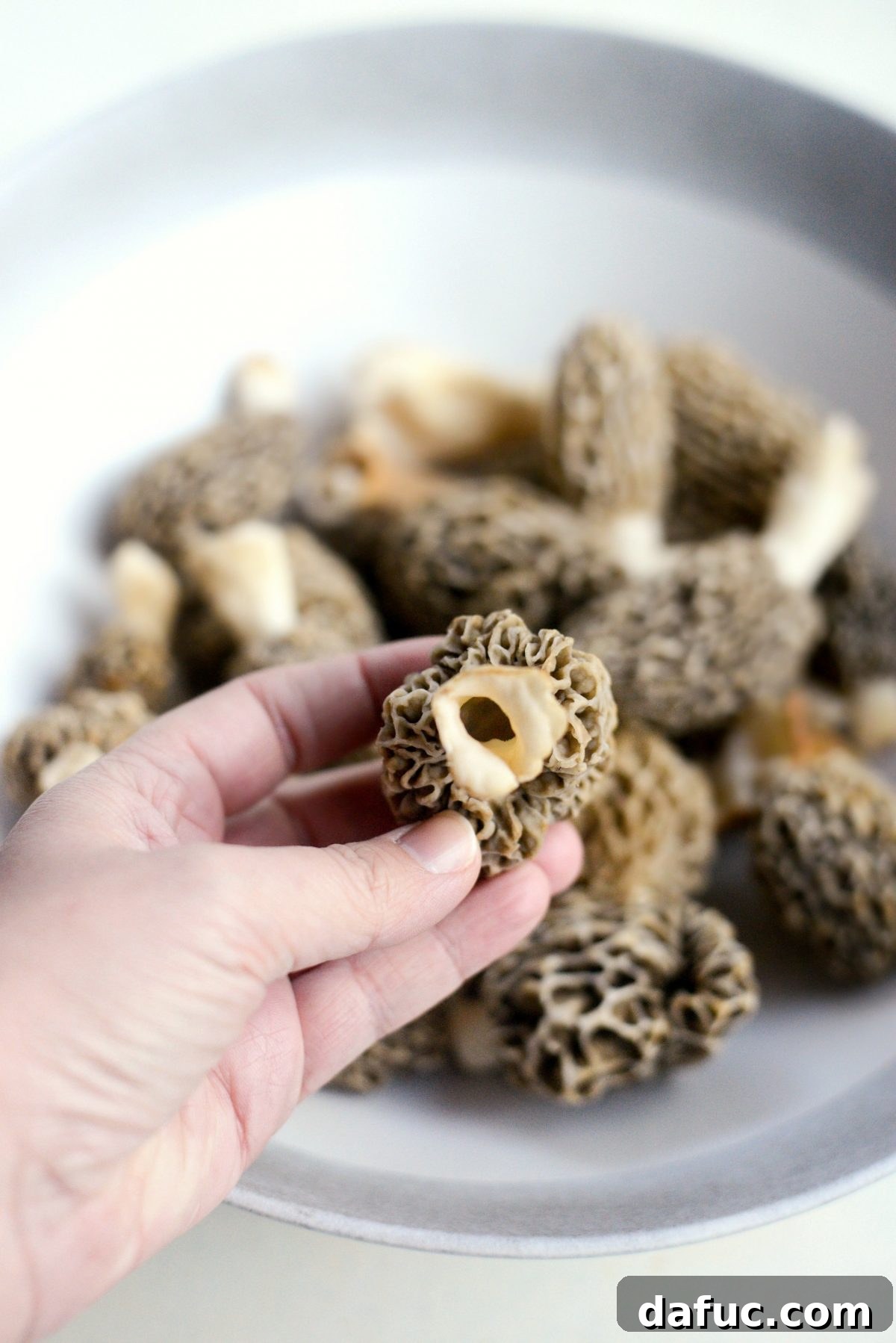 Spring's Wild Morel Sauté 5 Identifying features of real morel mushrooms