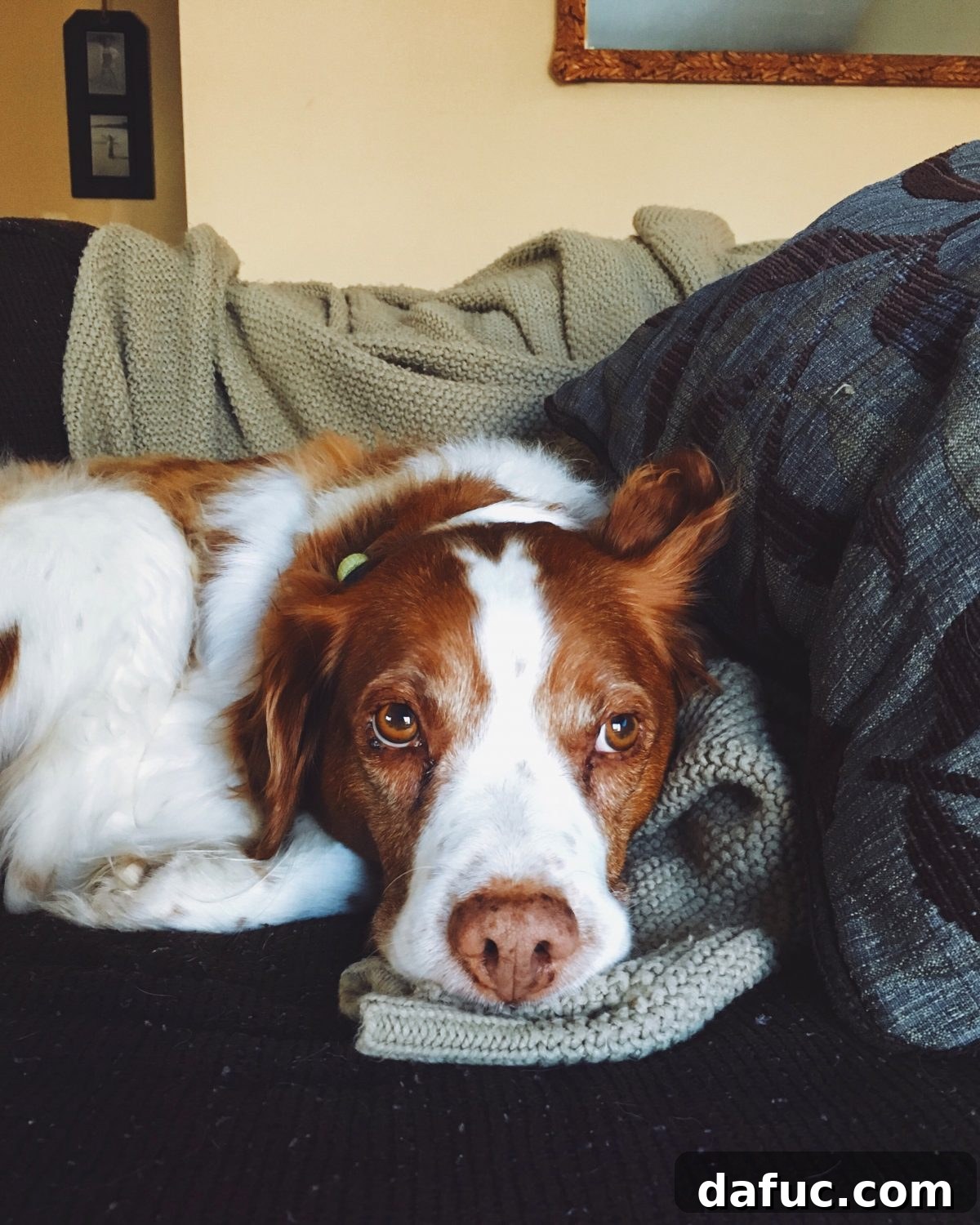 Turning the Page 2 A beautiful Brittany Spaniel, Seamus, looking thoughtfully with gentle eyes.