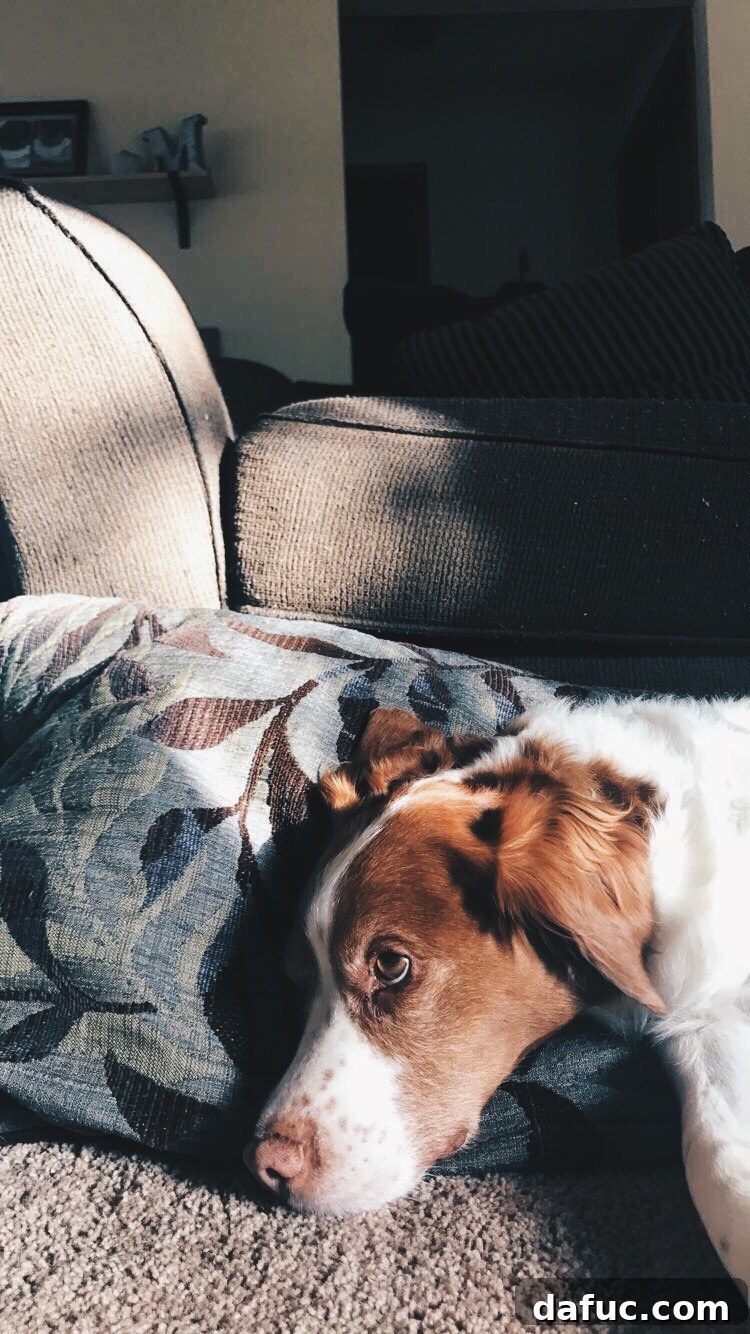 Turning the Page 11 Seamus, the Brittany Spaniel, looking peaceful in his later years.