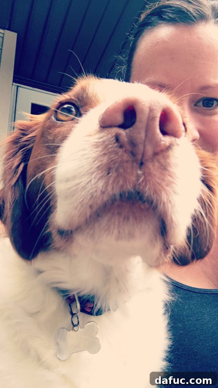 Turning the Page 12 Seamus, the Brittany Spaniel, resting peacefully in a person's arms, showing comfort.