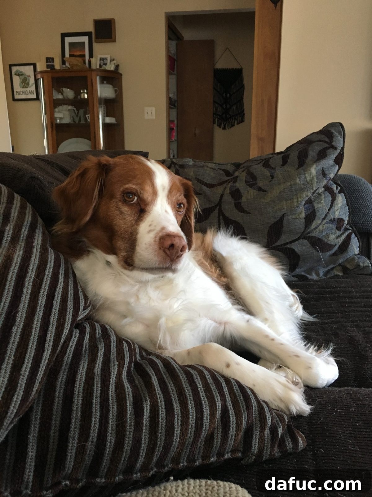 Turning the Page 13 Seamus, the Brittany Spaniel, looking out over a peaceful landscape, symbolizing peace.