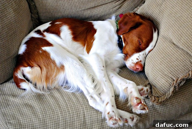 Turning the Page 3 A young Seamus, a Brittany Spaniel puppy, looking alert.