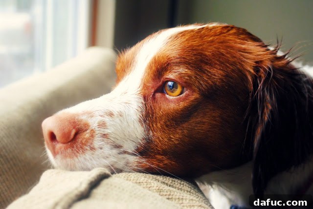 Turning the Page 4 A sweet Brittany Spaniel puppy, looking directly at the camera with innocent eyes.