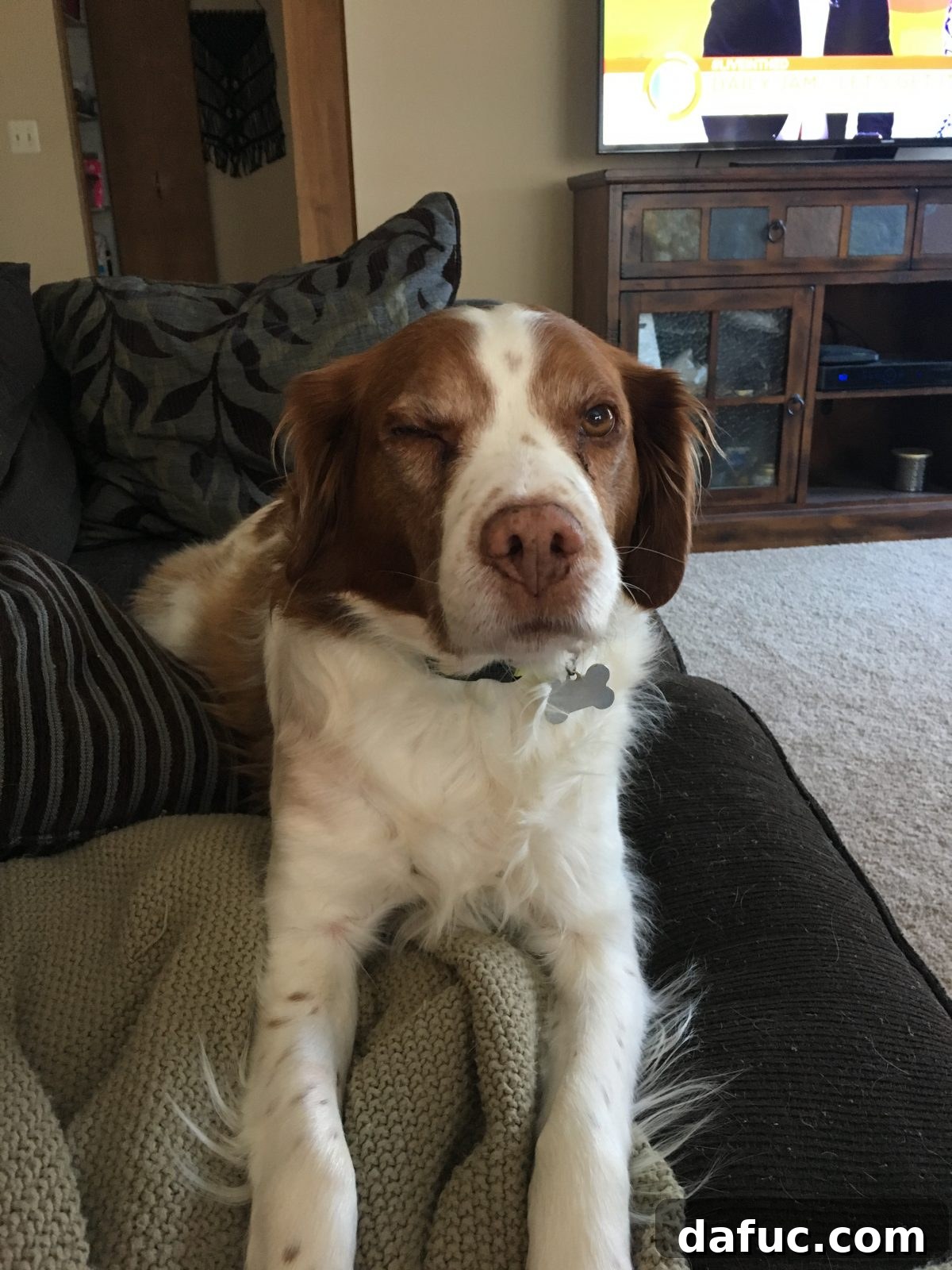 Turning the Page 6 A close-up of Seamus, the Brittany Spaniel, in a relaxed pose on a couch.