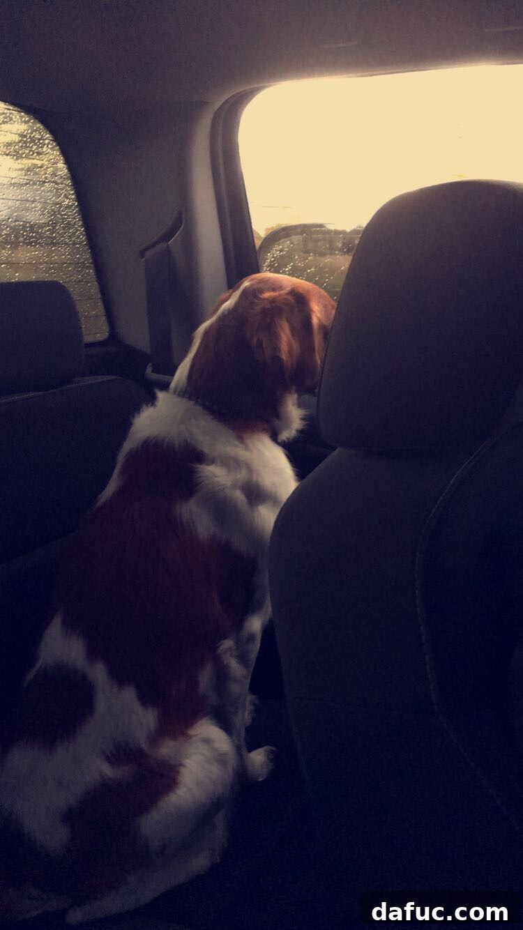 Turning the Page 7 Seamus, the Brittany Spaniel, captured mid-blink, appearing to wink.