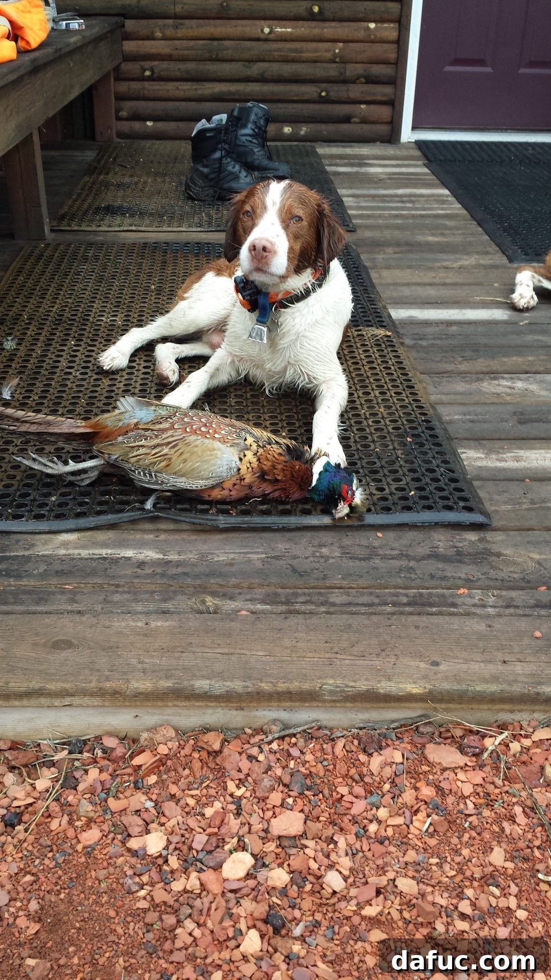 Turning the Page 9 Seamus, the Brittany Spaniel, standing proudly in a field, likely during a hunt.