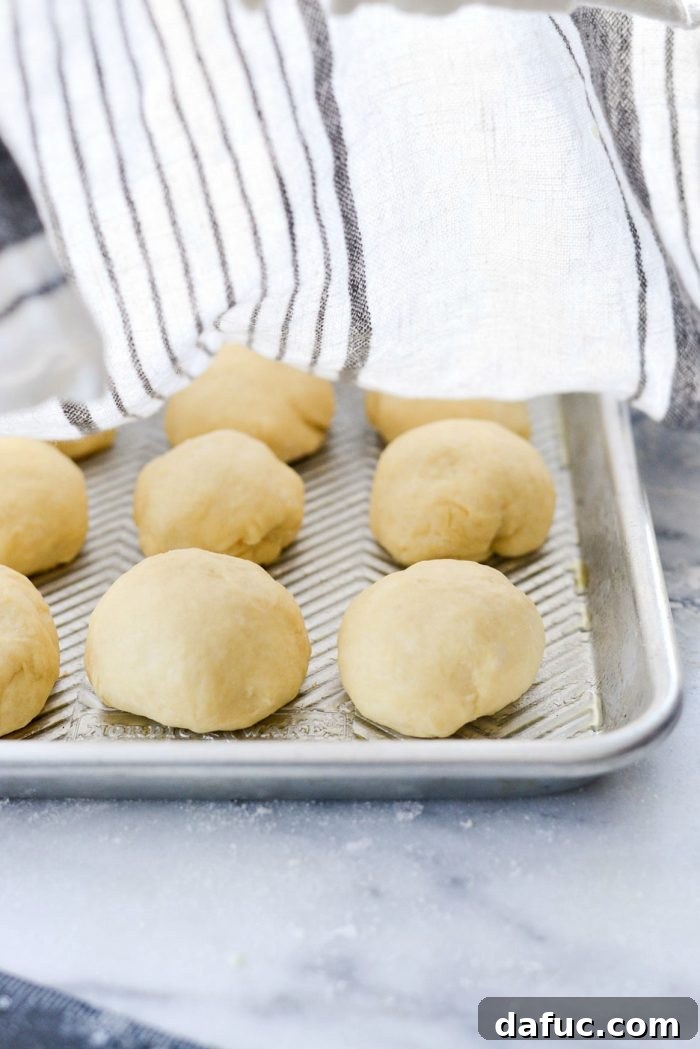 Shaped dinner rolls placed on a baking sheet, covered for the second rise.