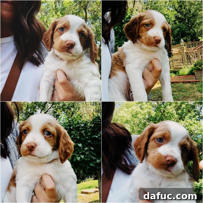 2019 Rewind 31 Our new Brittany puppy, Finnegan, looking adorable and playful