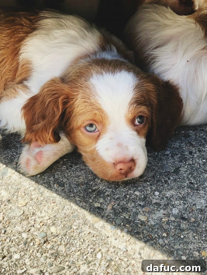 2019 Rewind 32 A litter of adorable Brittany puppies playing together, awaiting their new homes