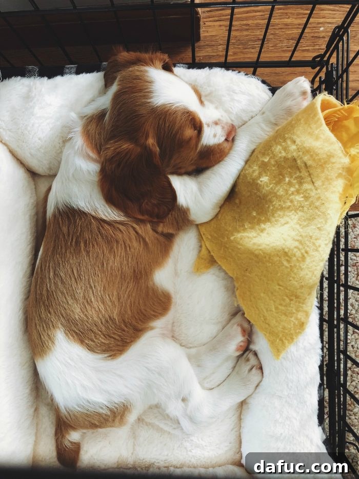 2019 Rewind 33 One particular Brittany puppy, showcasing its unique orange lip markings