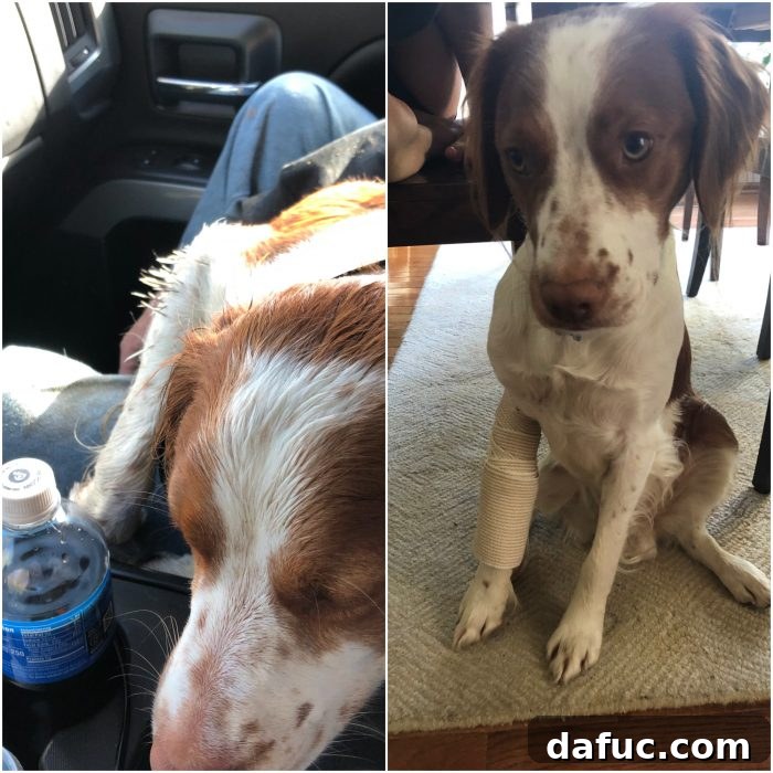 Finn's Porcupine Encounter and Cone of Shame Humor