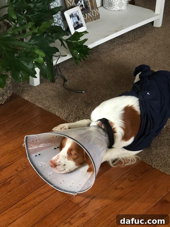Finn in the Cone of Shame - Post-Porcupine Incident