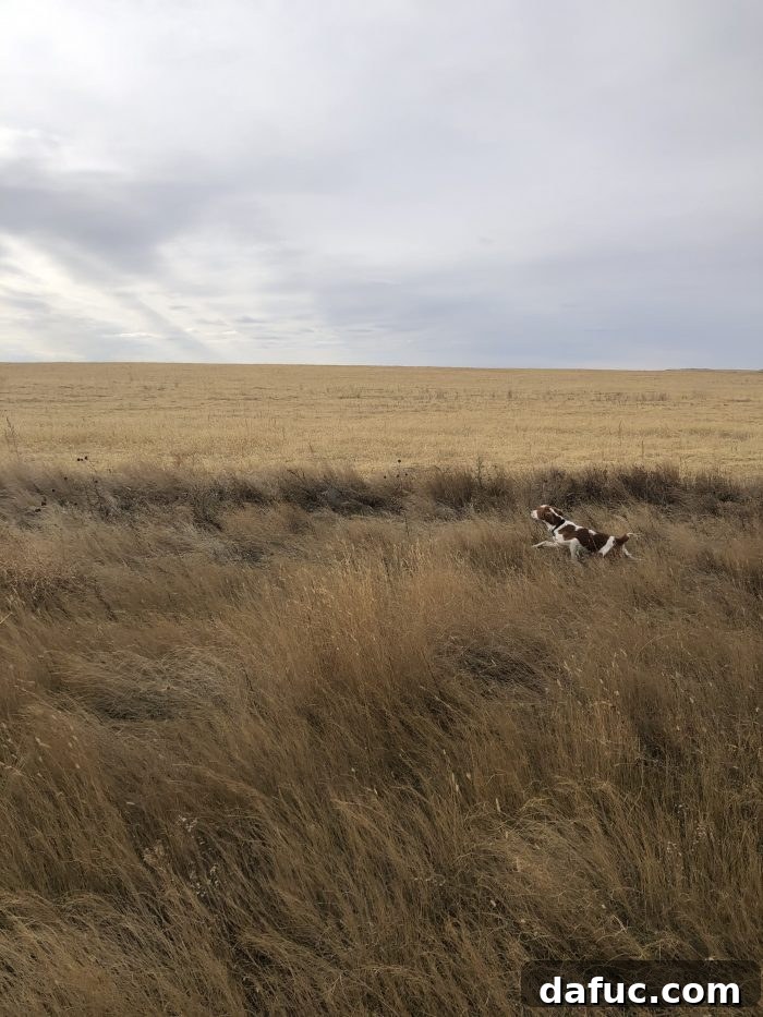 Finn on Pheasant Hunt in South Dakota with Pat