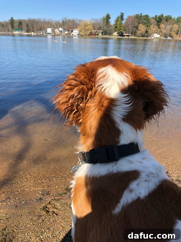 Finn Enjoying Lake Time in Michigan - Year in Review 2020
