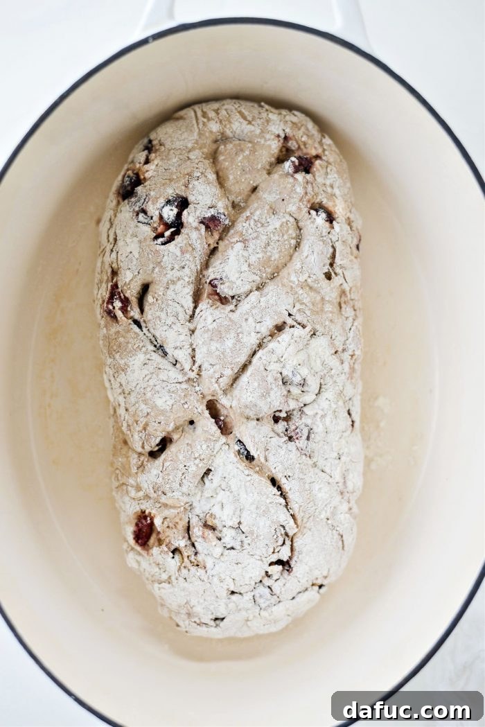 Effortless Cranberry Walnut Loaf 18 Carefully placing the dough into a hot Dutch oven