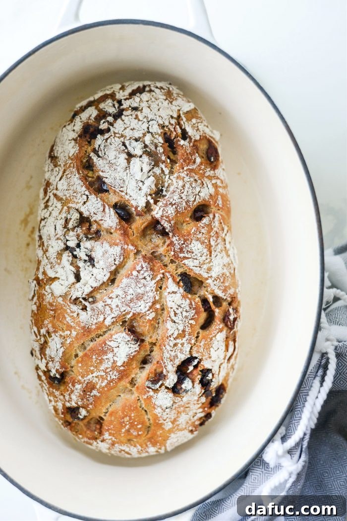 Effortless Cranberry Walnut Loaf 19 Just baked No-Knead Cranberry Walnut Bread, golden and crusty