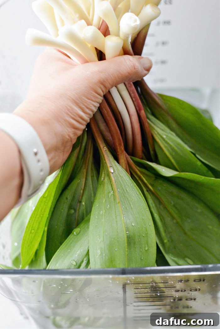 Charred Ramps Perfection 12 Flipping and re-submerging ramp leaves into cold water for thorough cleaning