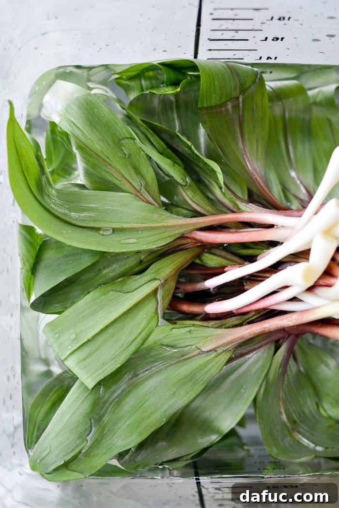 Charred Ramps Perfection 13 Ramps plunging into cold water for final rinse