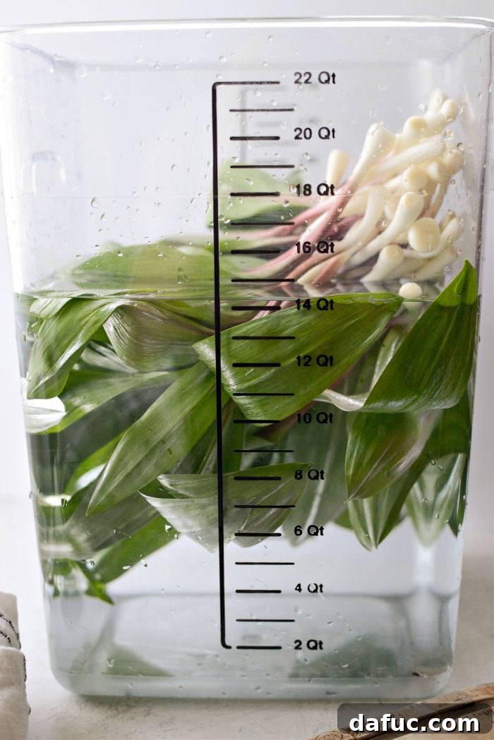 Charred Ramps Perfection 14 Ramps soaking in cold water for 15 minutes