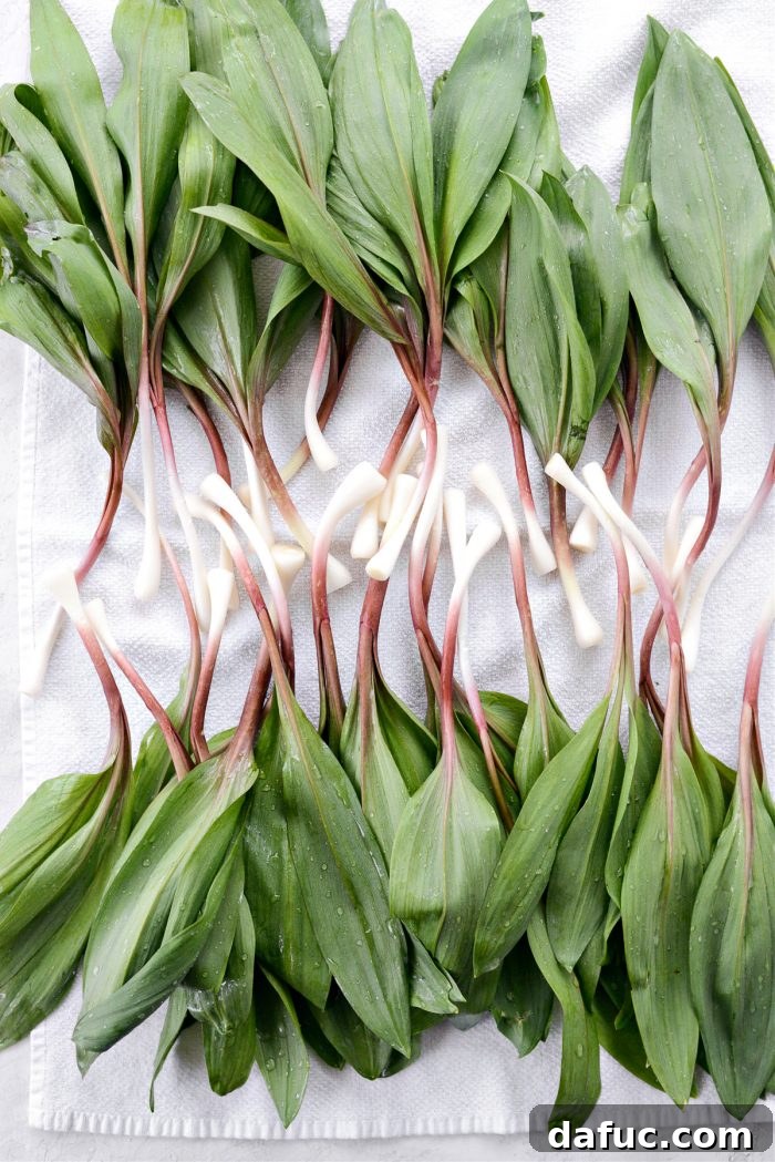 Charred Ramps Perfection 16 Draining excess water and patting ramps dry with a kitchen towel