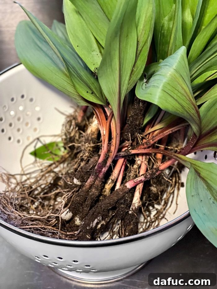 Charred Ramps Perfection 6 Process of rinsing dirt from freshly harvested wild ramps