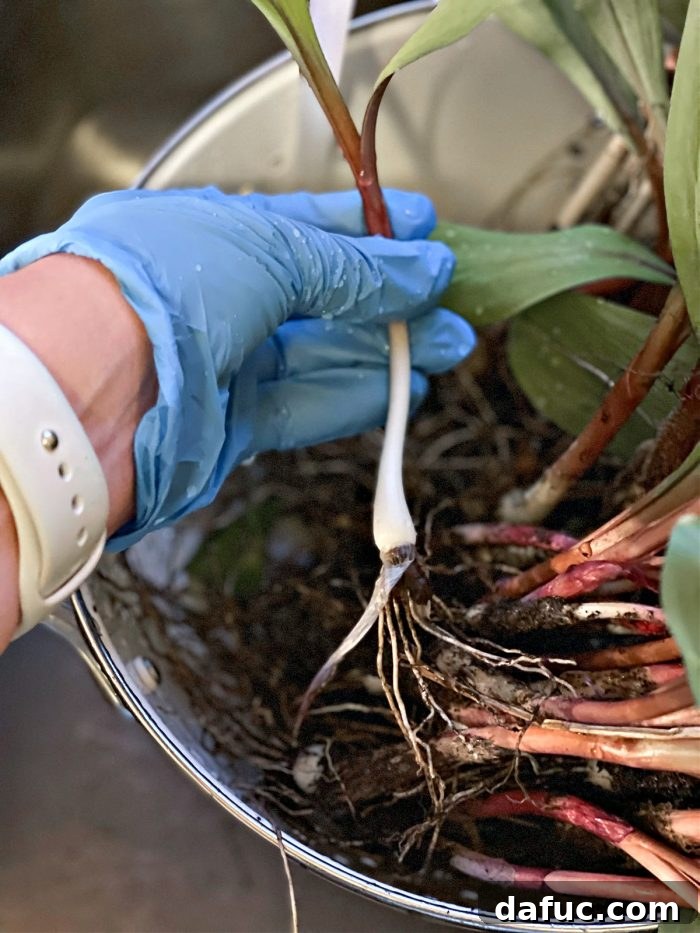 Charred Ramps Perfection 7 Removing loose, outer layers from wild ramps during the cleaning process